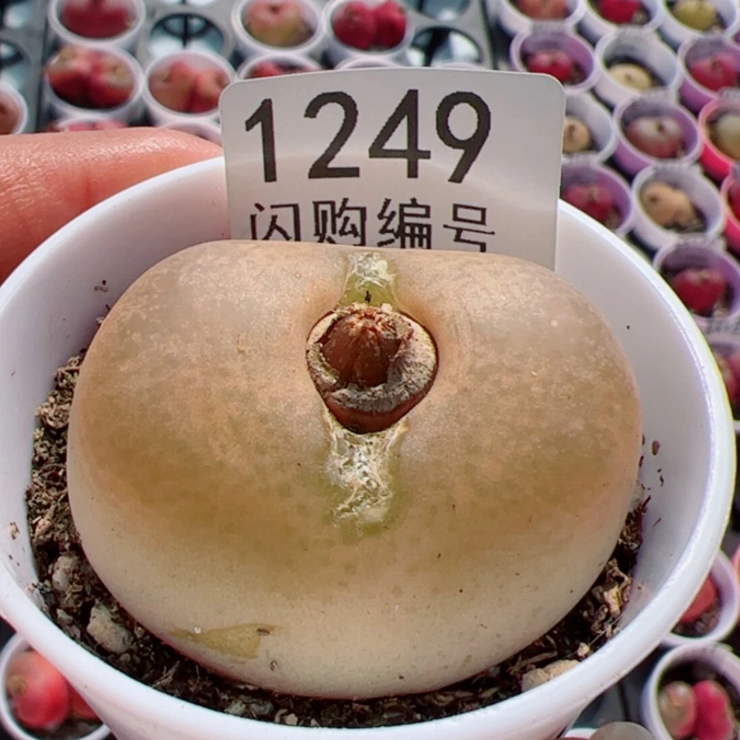 【闪购商品】兰**喵我很喜欢1249