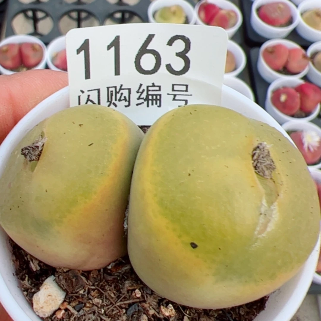 【闪购商品】焦**丁我是真的喜欢这个1163