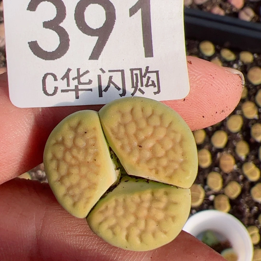 我很喜欢这个C391