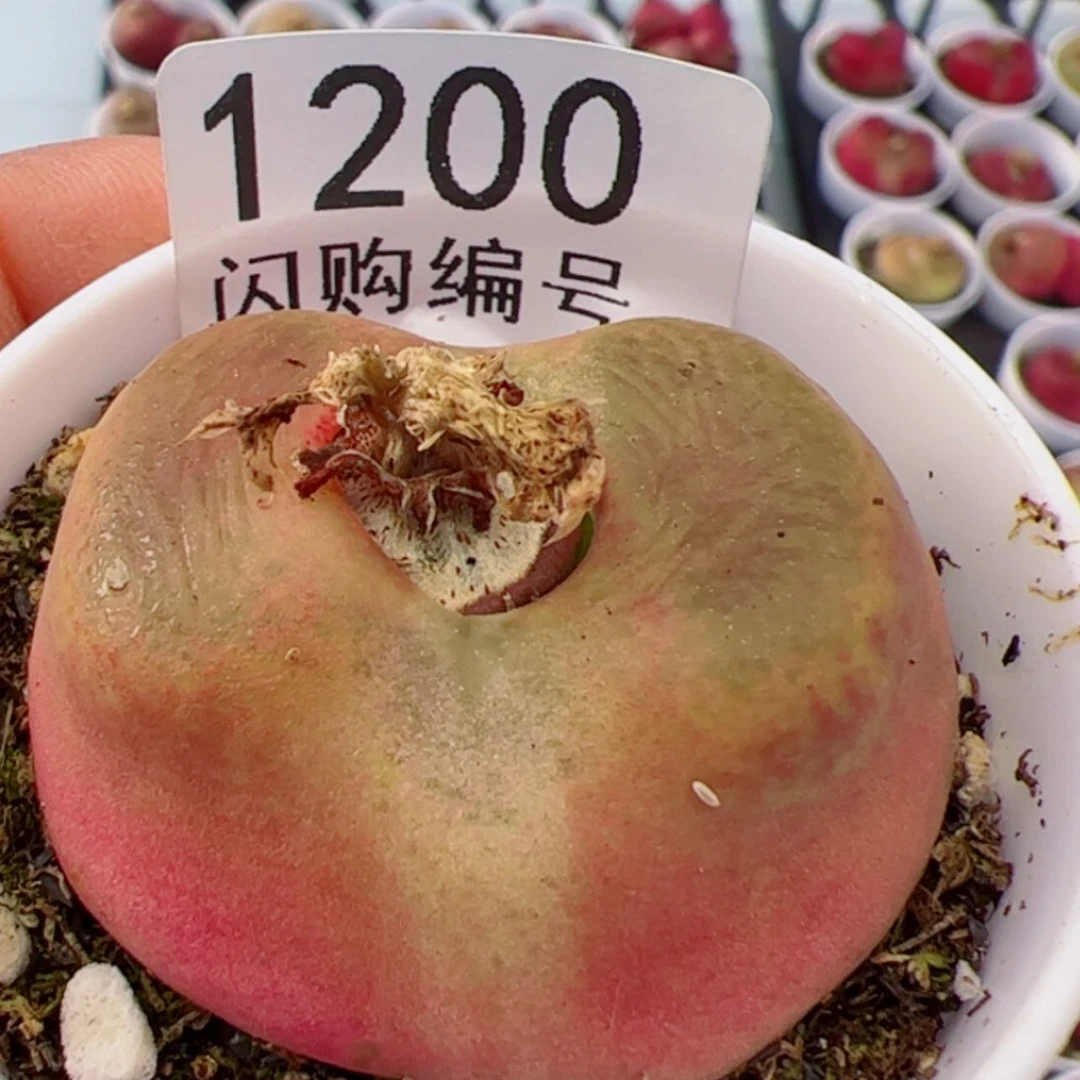 【闪购商品】I***璐我很喜欢1200