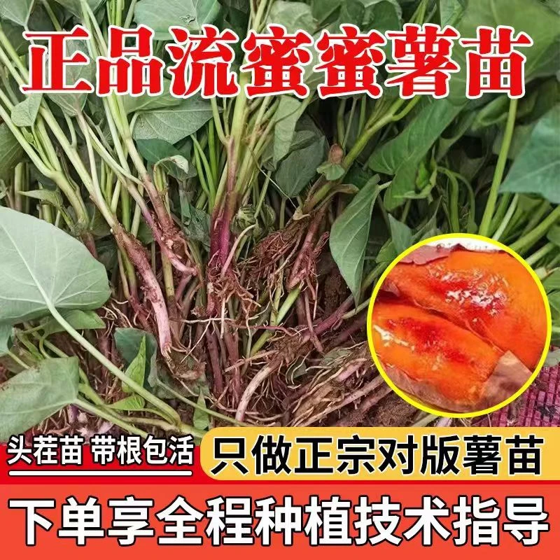 河南红薯苗秧蜜薯苗糖心红薯苗西瓜红红心地瓜苗蜜薯高剪苗高产