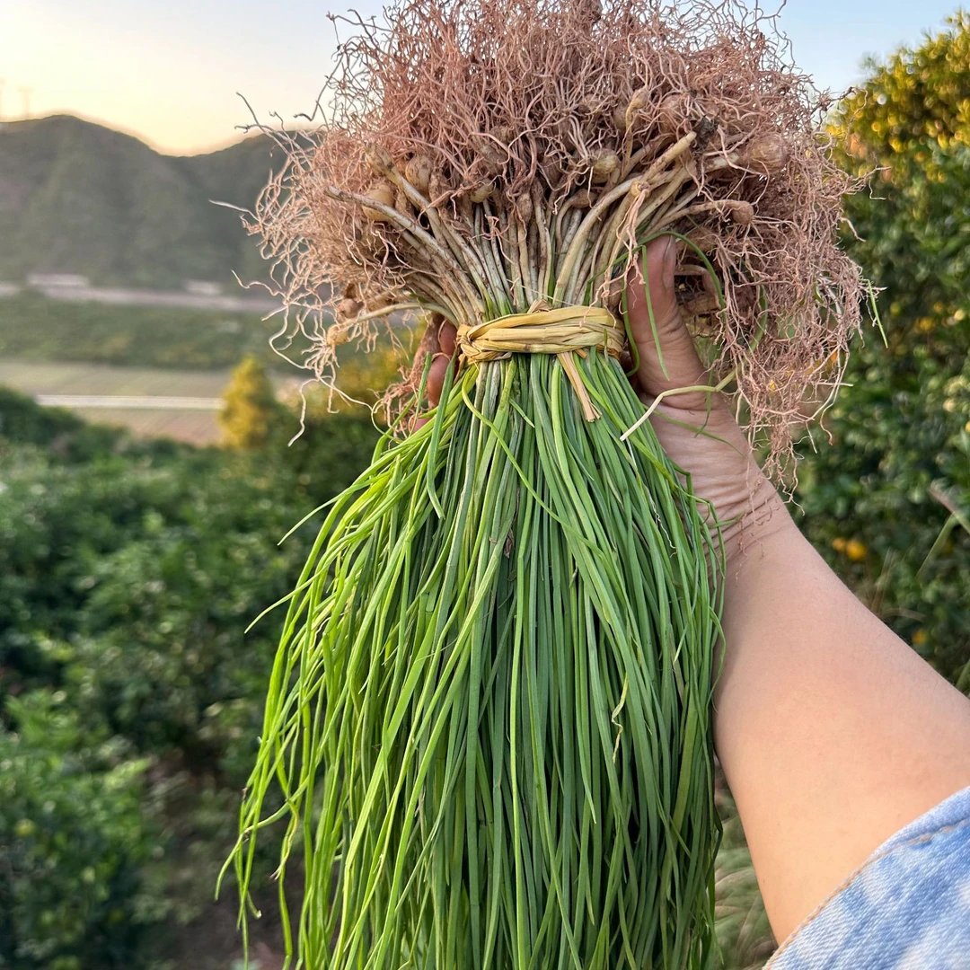 怀化麻阳新鲜野葱当天现挖胡葱实令野菜小根蒜新鲜小葱苦蒜野生