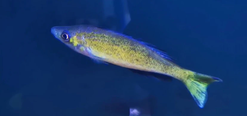 坦湖鱼、卡塞红细麟、剑莎类、剑莎类天花板、三湖慈雕鱼热带鱼