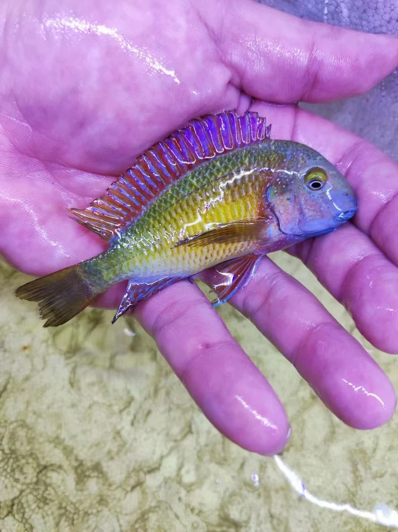 野生红彩虹蝴蝶、红款蝴蝶