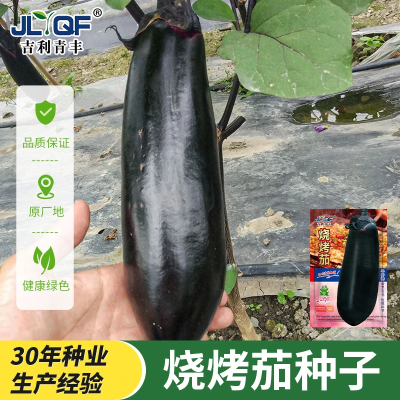 烧烤长茄子种子种籽苗黑紫色长茄特大茄苗带土大全秧苗蔬菜孑秧
