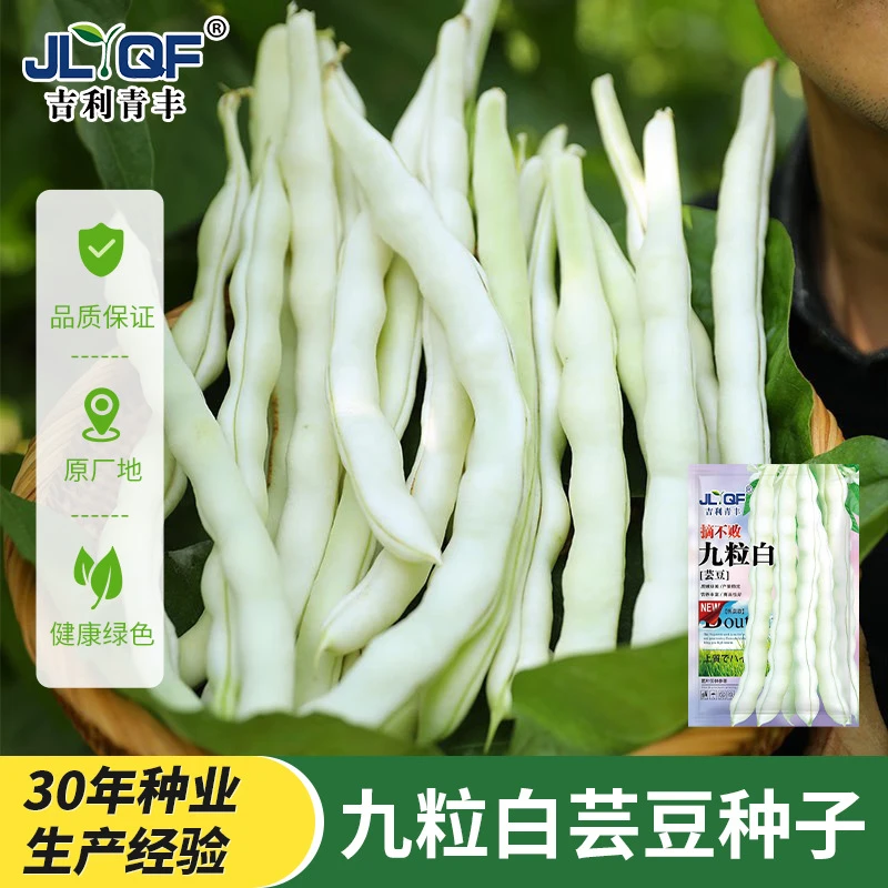 高产早熟九粒白芸豆种子豆角架豆四季豆种籽四季易种耐热蔬菜种籽