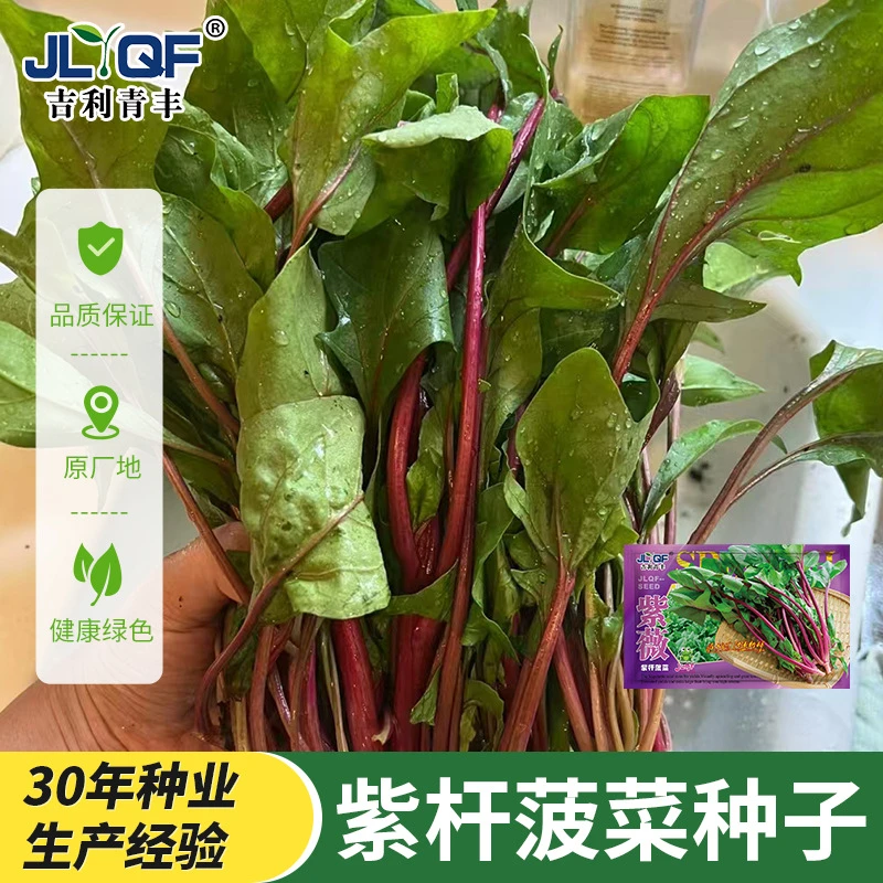 耐寒红根菠菜种子紫薇紫红根菠菜种籽耐寒耐热春秋农家菜园阳台