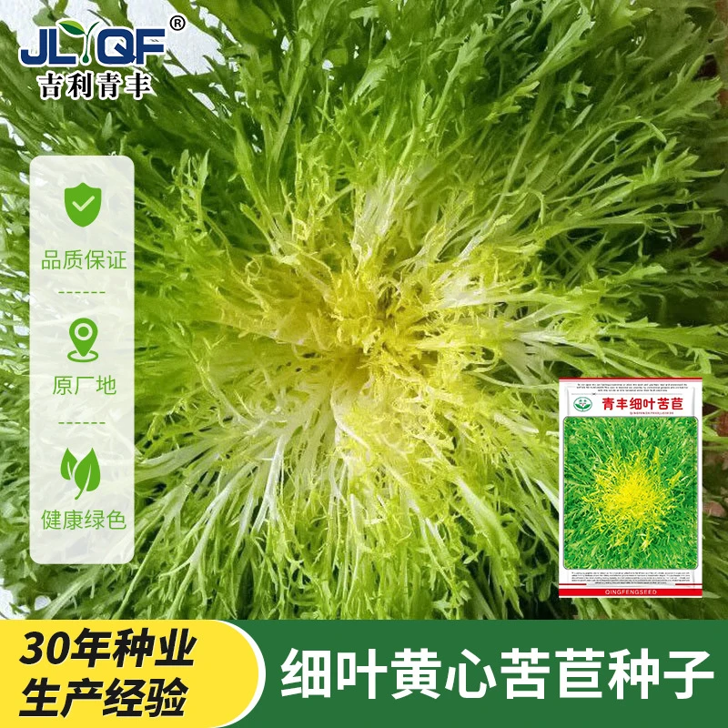 苦苣菜种籽春秋四季黄心苦菊种孑沙拉蔬菜苦菊生菜种子青菜大全