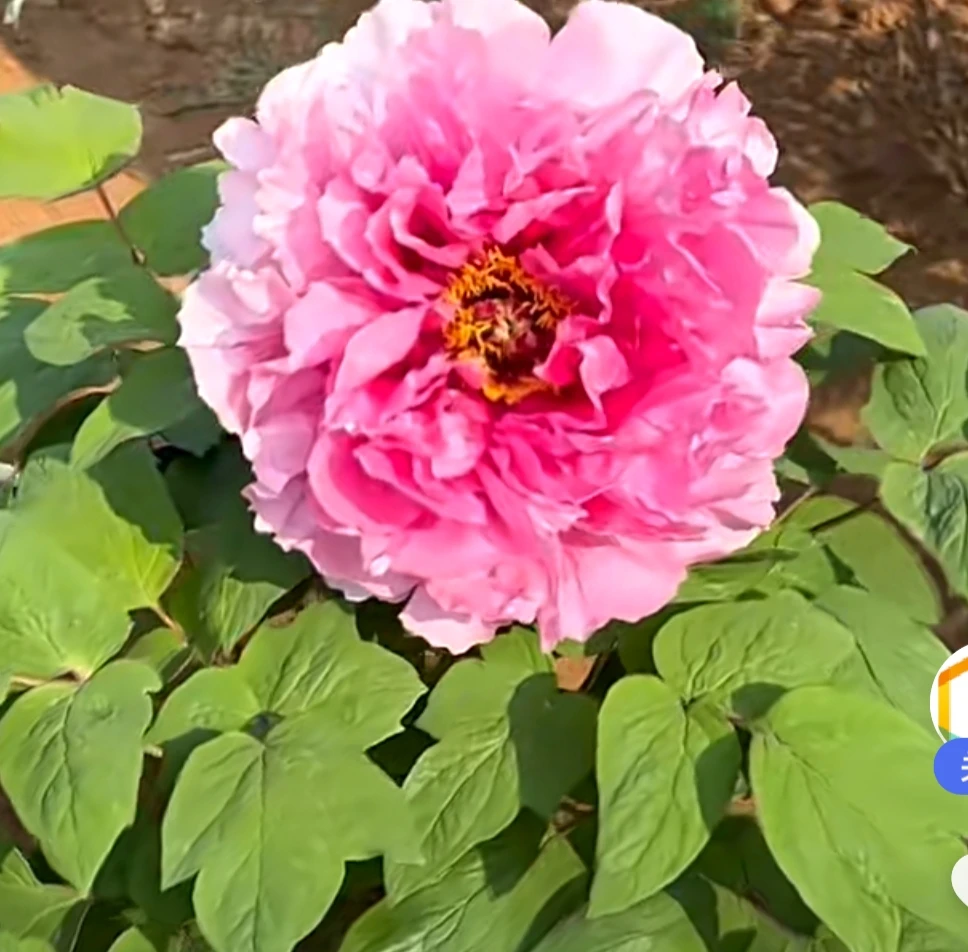 【新天地】3加仑盆养牡丹包对版洛阳基地直发