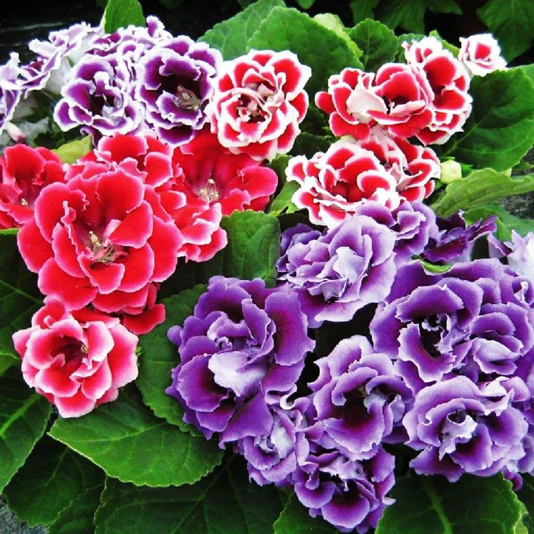岩桐花，花大色美四季开花盆栽花卉