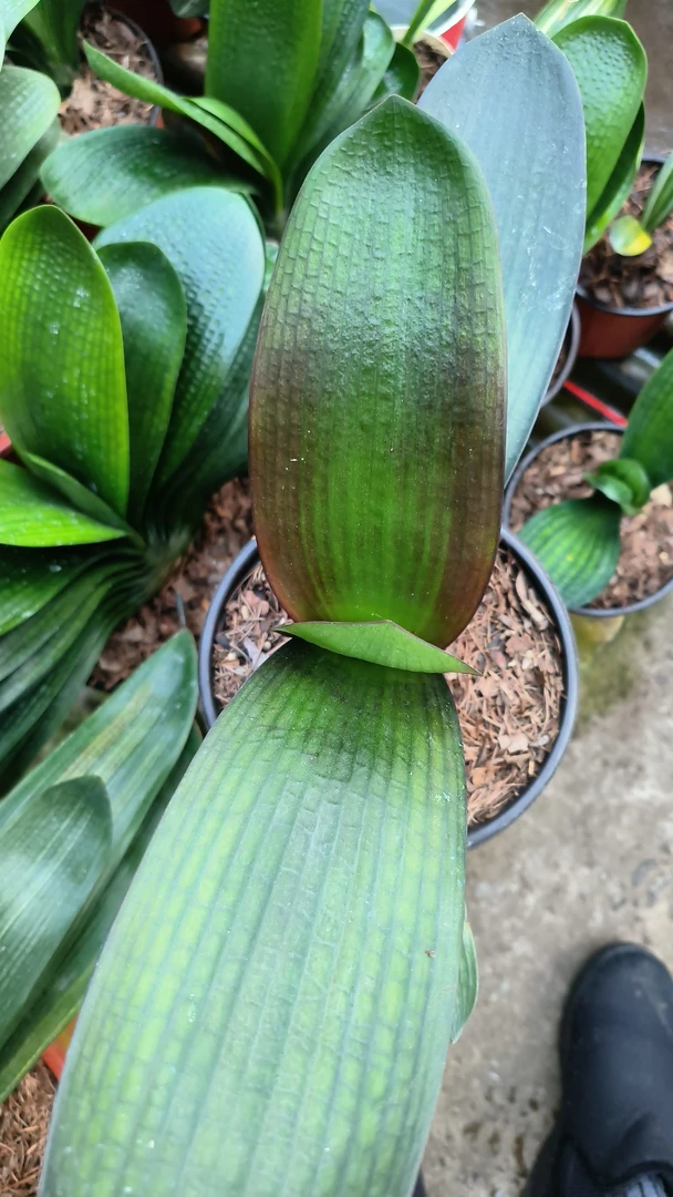 君子兰花卉，盆栽的美丽植物，居家适合摆放的绿植