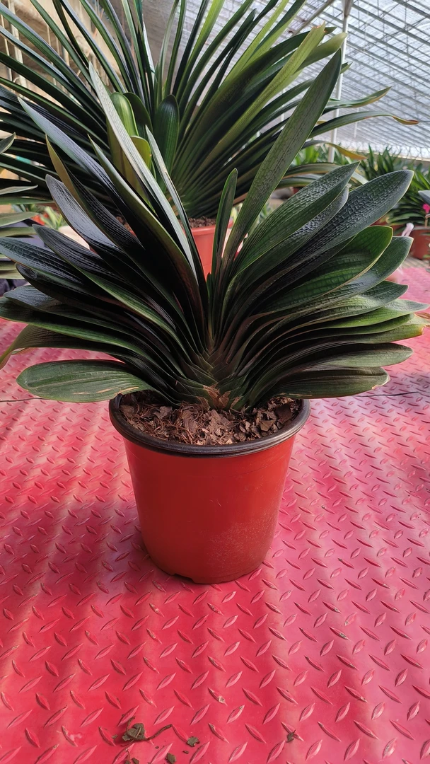 美丽的君子兰，观赏叶片的绿植，开花漂亮的植物