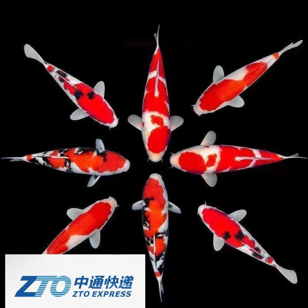 中通包邮15-20公分洪慧锦鲤观赏鱼红白大正昭和黄金白金锦鲤
