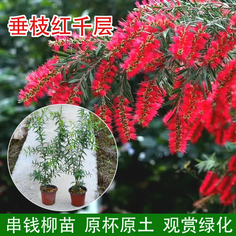 串钱柳 垂枝红千层 瓶刷子花 带杯 绿化观赏花卉