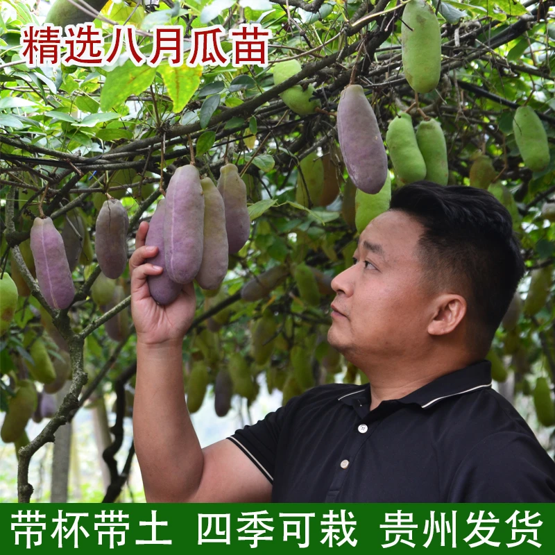 八月瓜苗紫皮品种带杯苗庭院常绿栽培