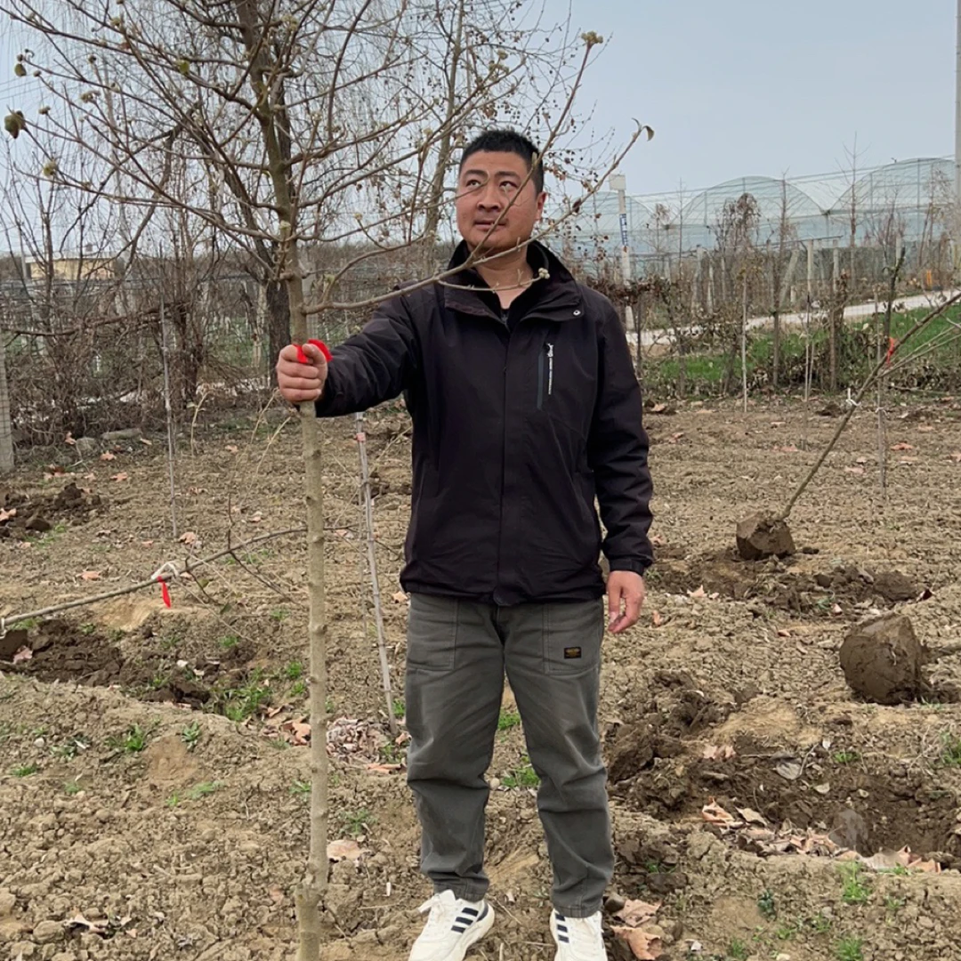 高杆中华木绣球斗球