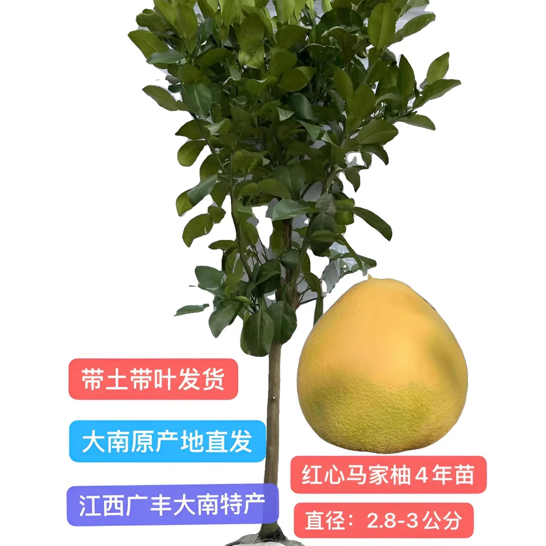 红心马家柚大南原产地4年苗【3公分】庭院 种植 盆栽