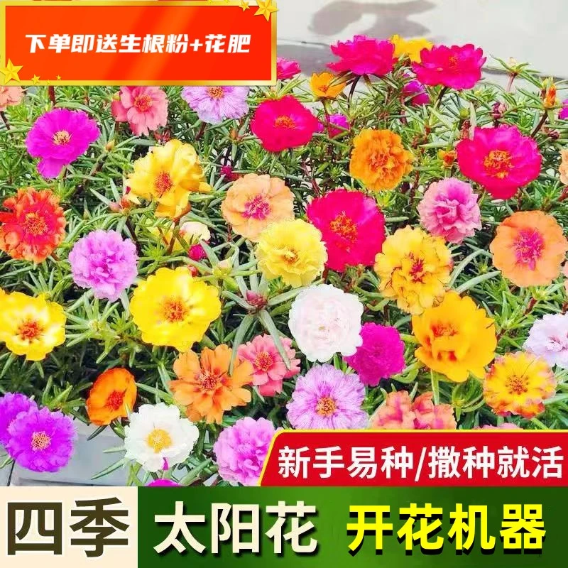 重瓣太阳花种子死不了开花机器混色种太阳花阳台盆栽室内室外绿植