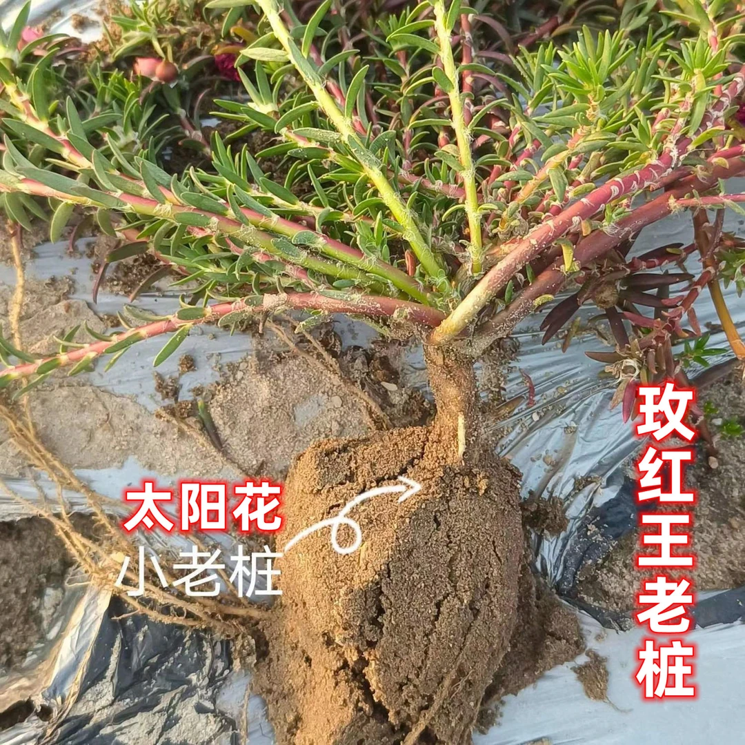 超级玫红王太阳花老桩盆景根景重瓣花苗带根花苞自产自销整颗现挖