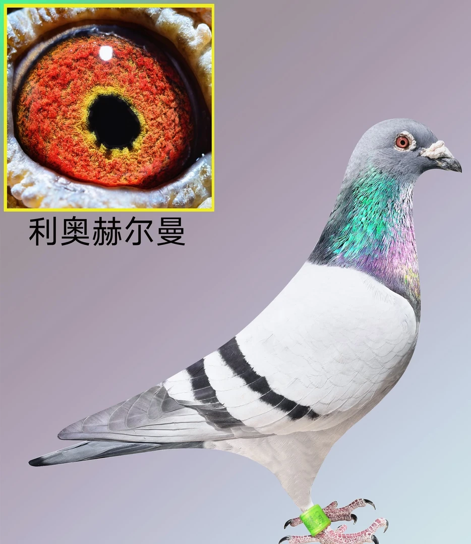 鸽子信鸽成绩鸽原舍