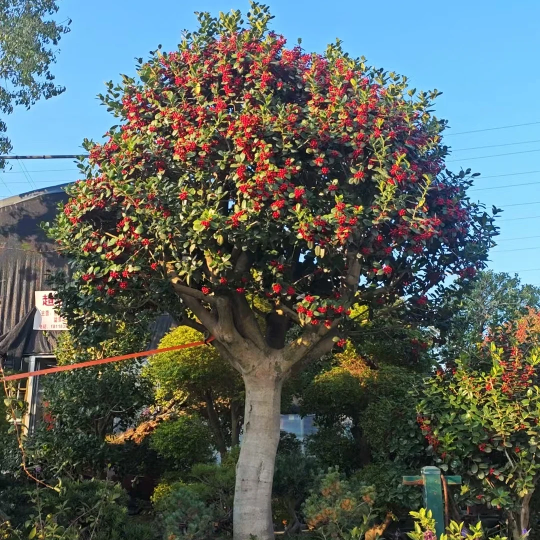 无刺枸骨地景树鸿运果，高0.5到4米，冠幅0.5到4米
