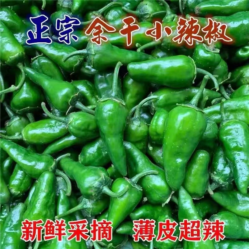 土辣椒超级辣正宗余干辣椒新鲜薄皮余干枫树辣椒丰收辣椒1/3/5斤