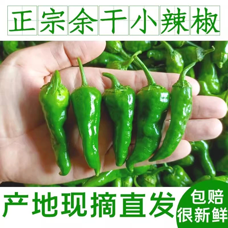 正宗余干辣椒新鲜特辣爆辣土辣椒农家自种枫树辣椒子弹头薄皮青椒
