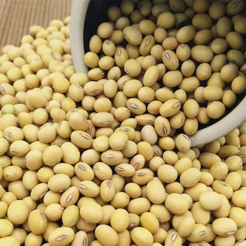 黄豆农家老品种黄豆山地种植椭圆形黄豆打豆浆做豆制品