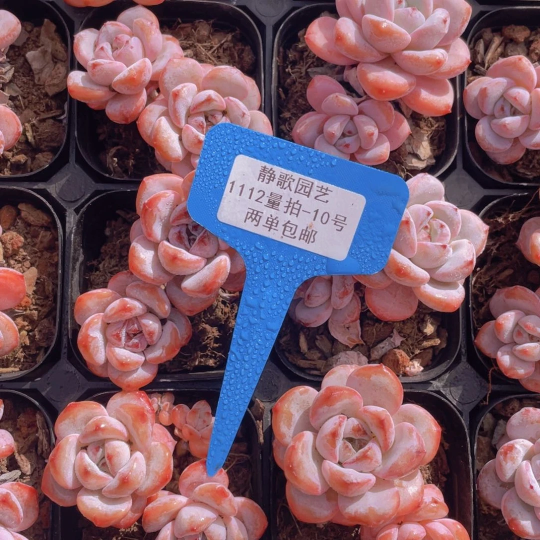 1111-10-星星雪双头一颗量拍