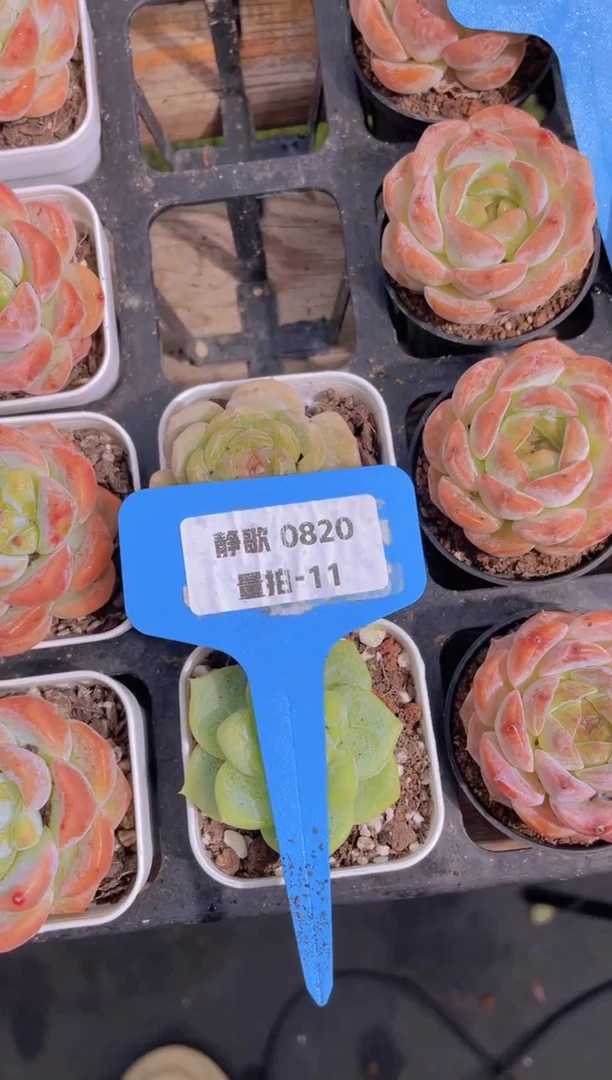 【闪购商品】0820-11-白泽+白恋福利量拍