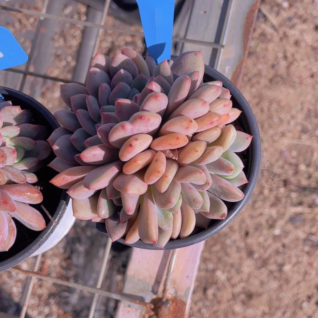 1029-26-凌雪缀化