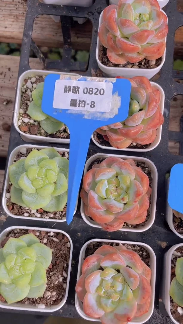 【闪购商品】0820-8-糖心组合两颗量拍