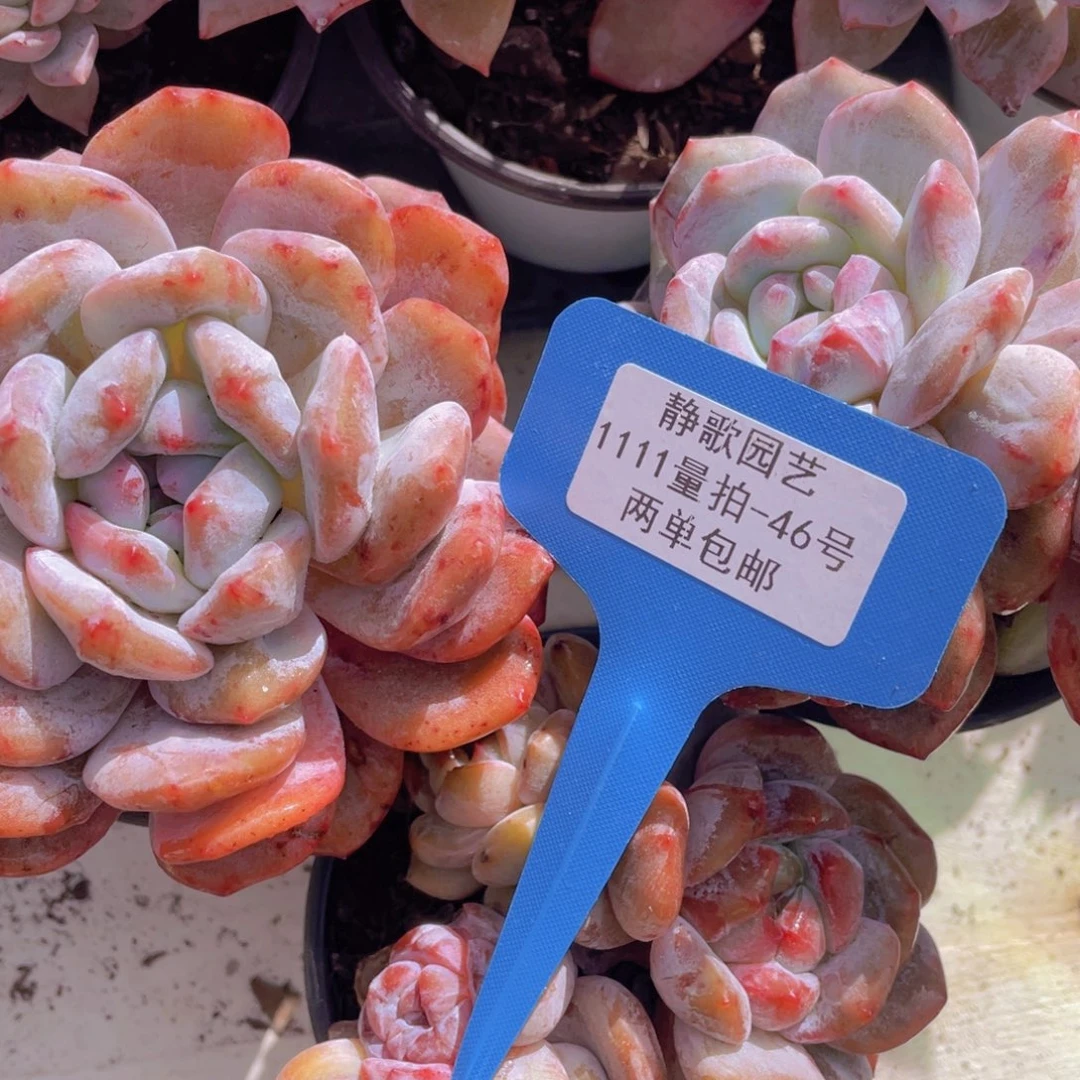 1111-46-福利美肉一颗量拍