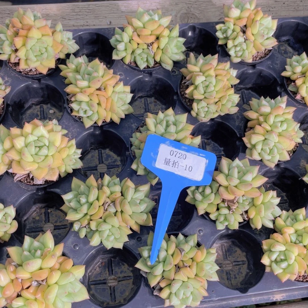0720-10-象牙群一颗福利量拍