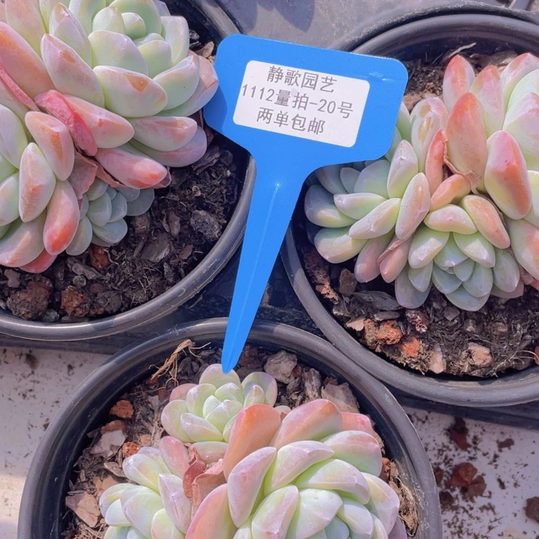 1112-20-母本大冰玉一颗