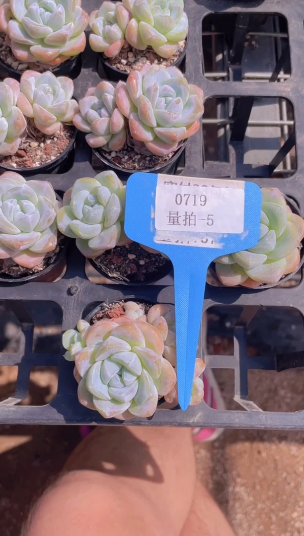 【闪购商品】0719-5-冰玉单双三头福利量拍
