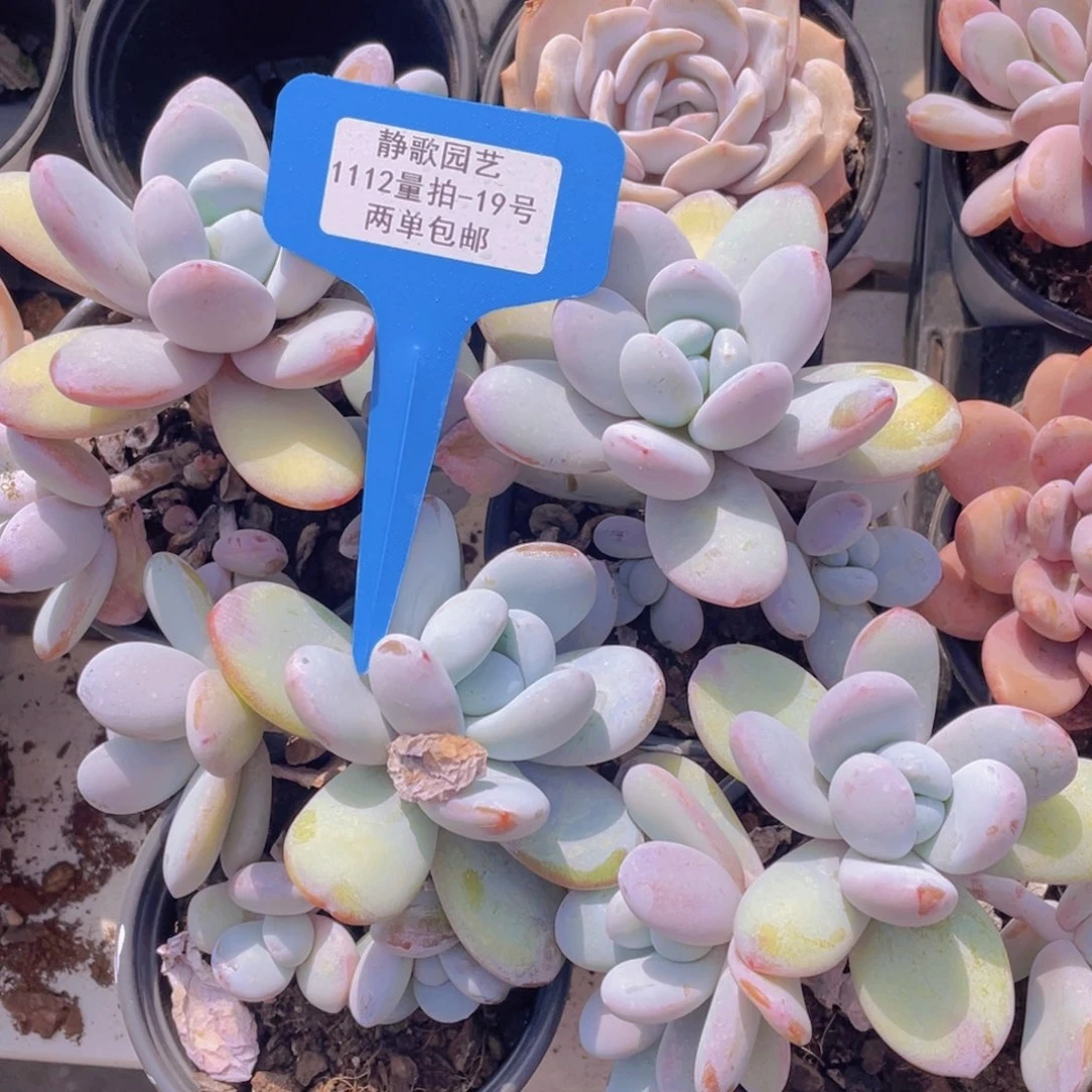 1113-19-雪美人大群一刻