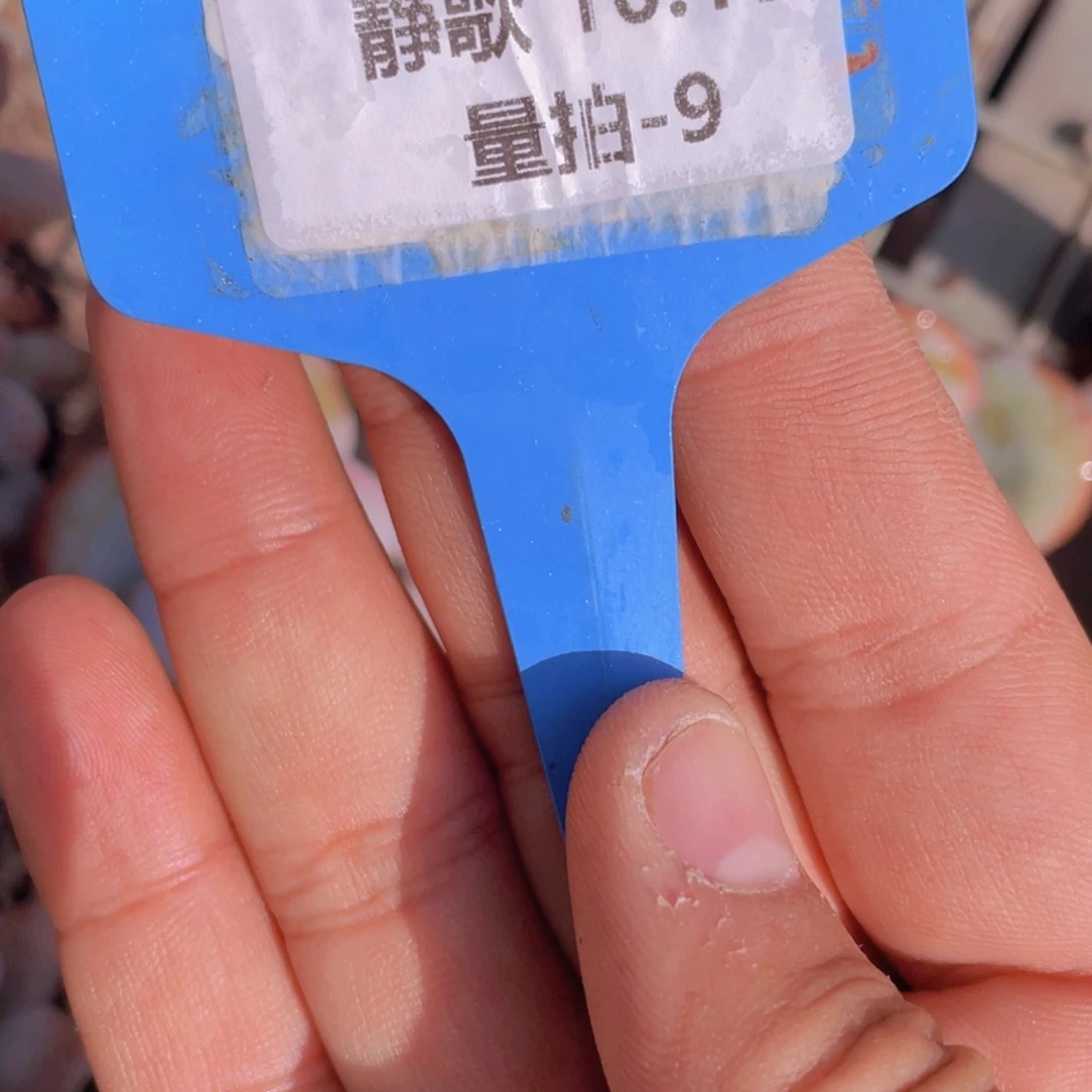 1017-9-尾货奶茶一颗