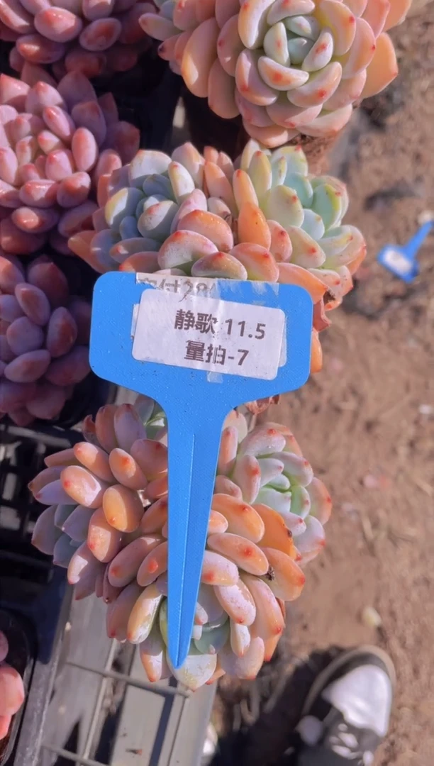 【闪购商品】11.5-7-活动奶油冷香群一三一四量拍