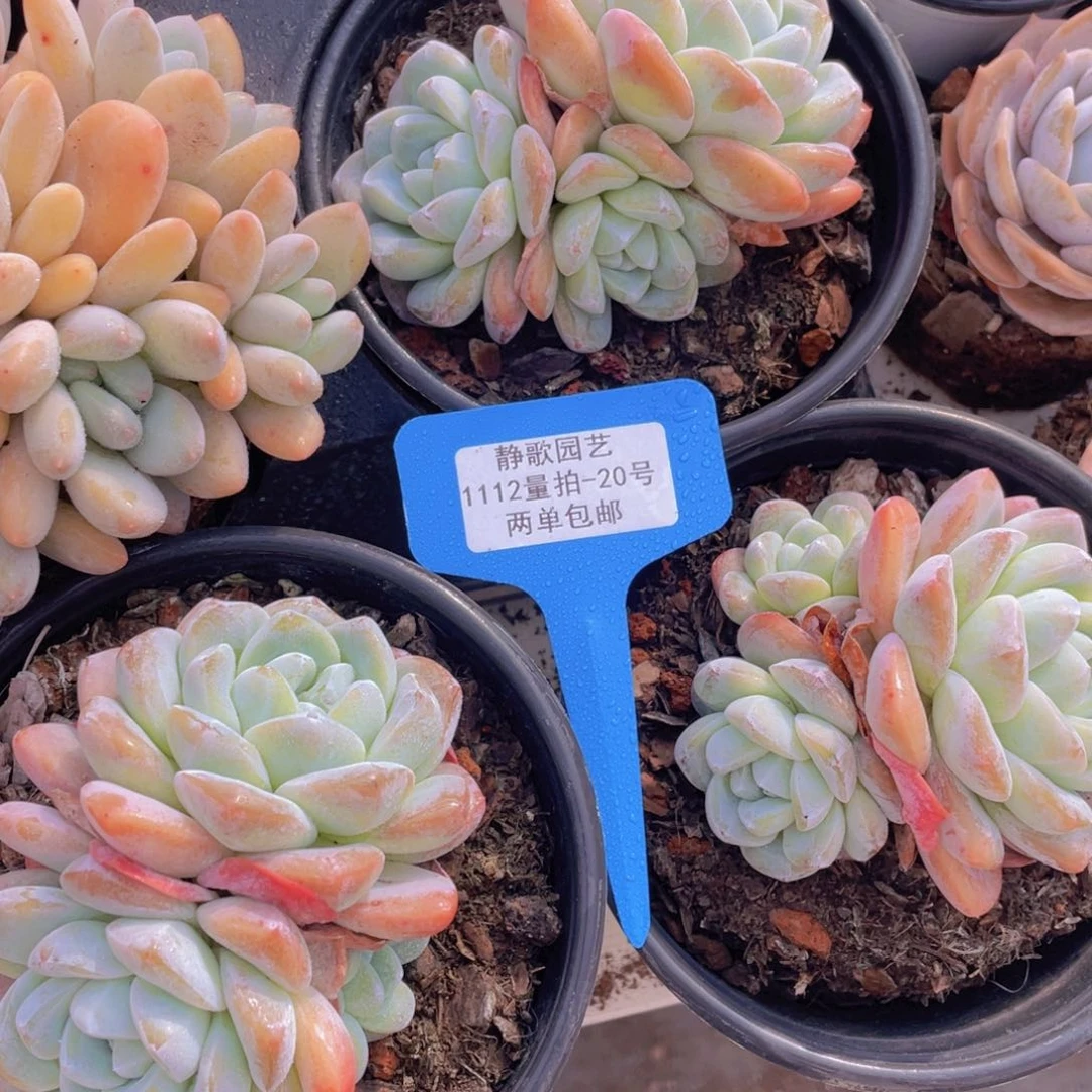 1111-20-冰玉母本群一颗量拍