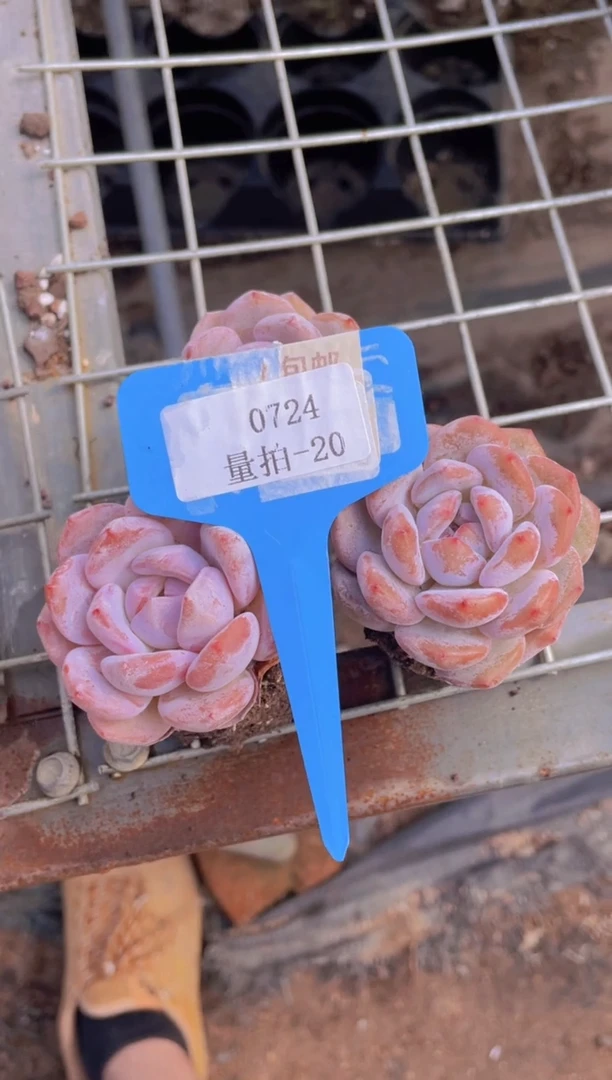 【闪购商品】0724-20-雪天使梦露买一送二量拍