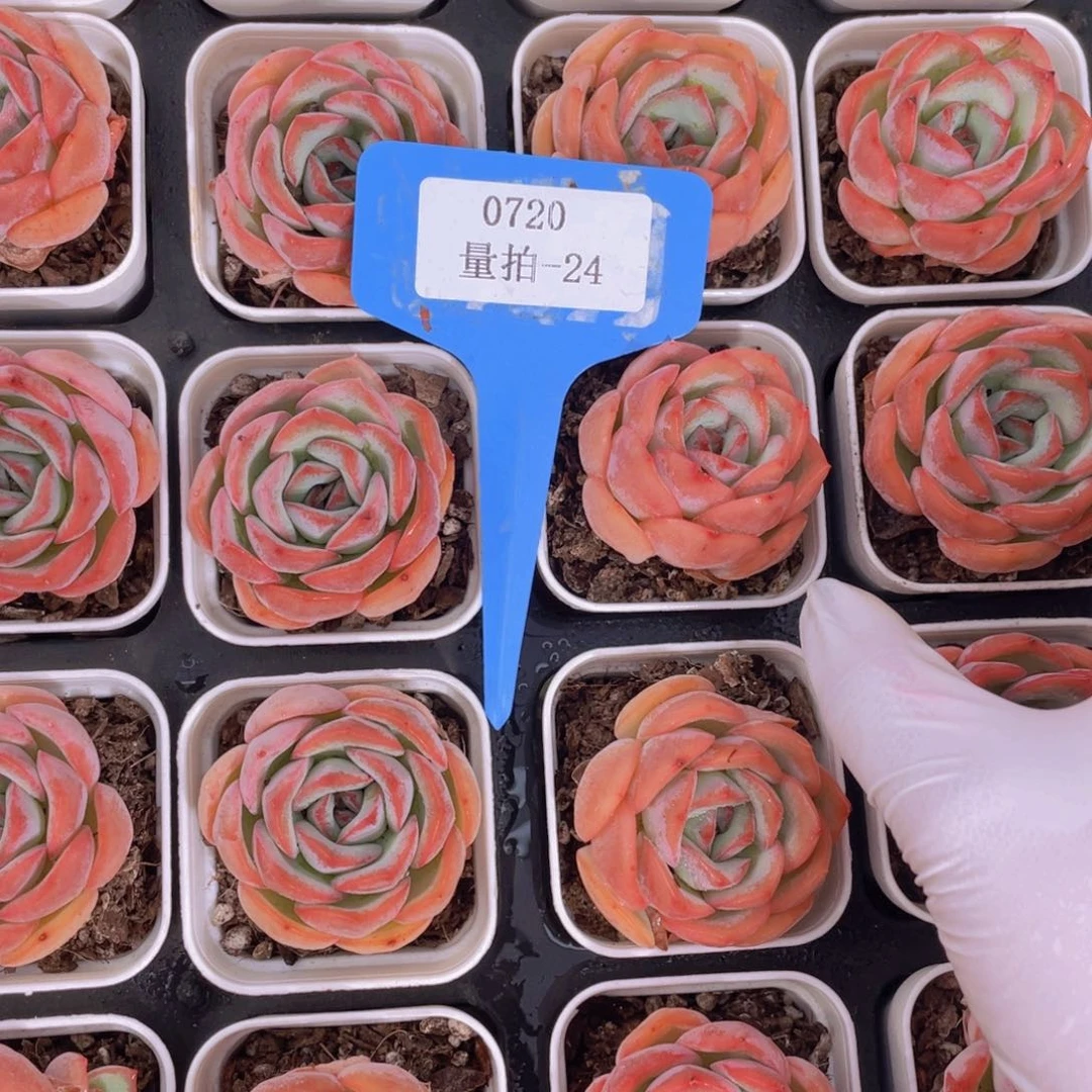 0720-24-草莓糖一颗量拍