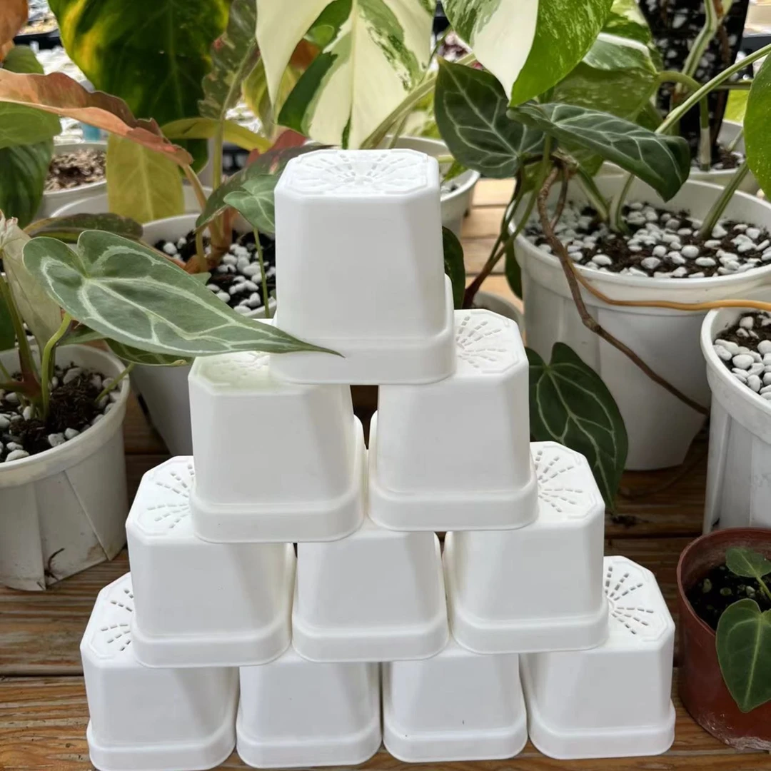 静歌园艺精品多肉植物养护-白方盆6cm 多肉花盆