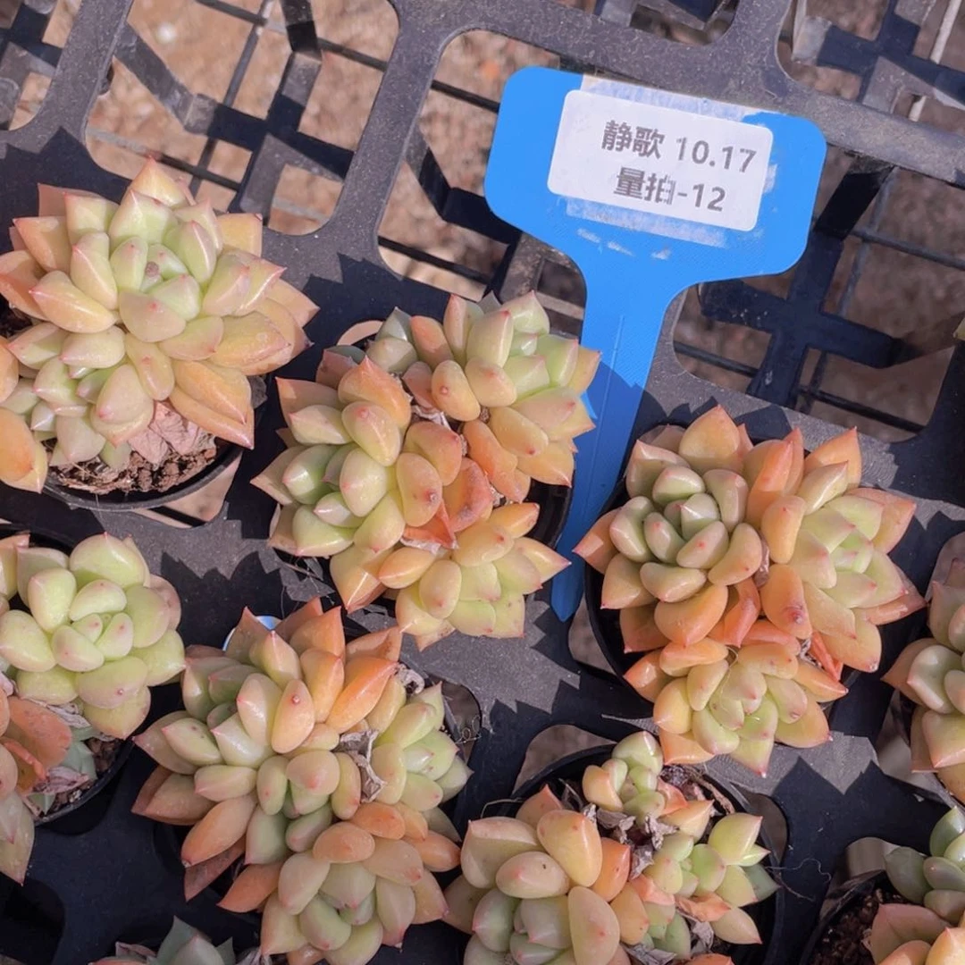 1017-12-h黄金象牙一群