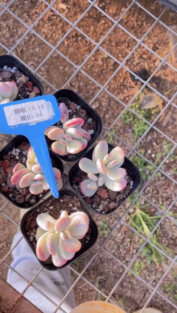 【闪购商品】1016-34-单头乒乓福娘锦一颗量拍