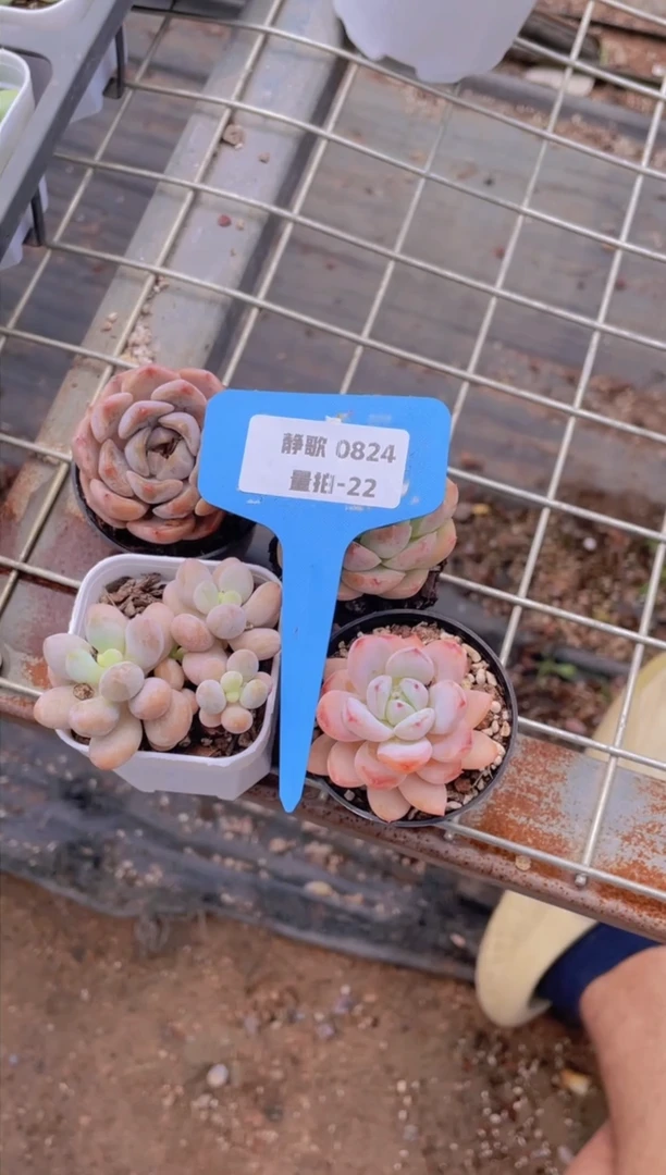 【闪购商品】0824-22-美肉组合四颗