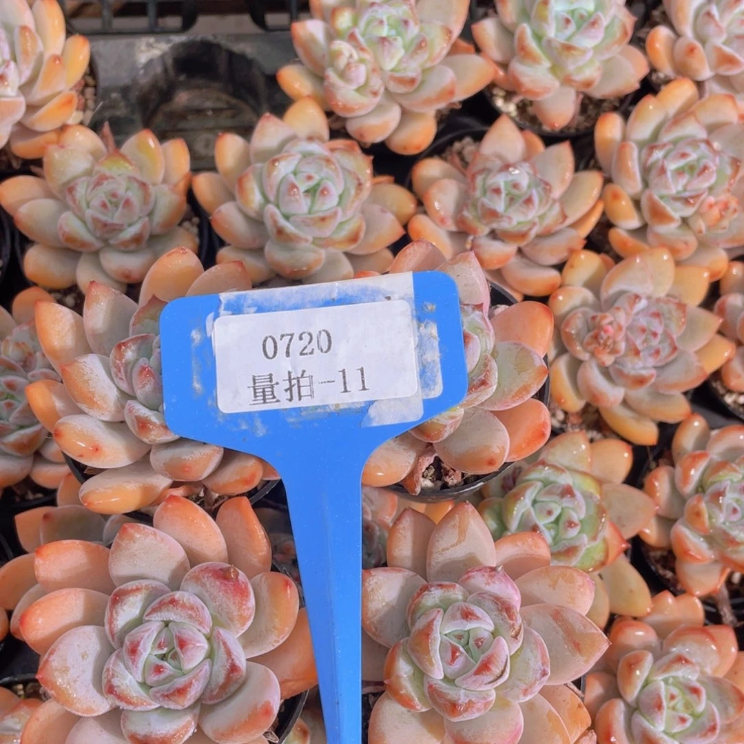 0720-11-星星雪四颗福利量拍