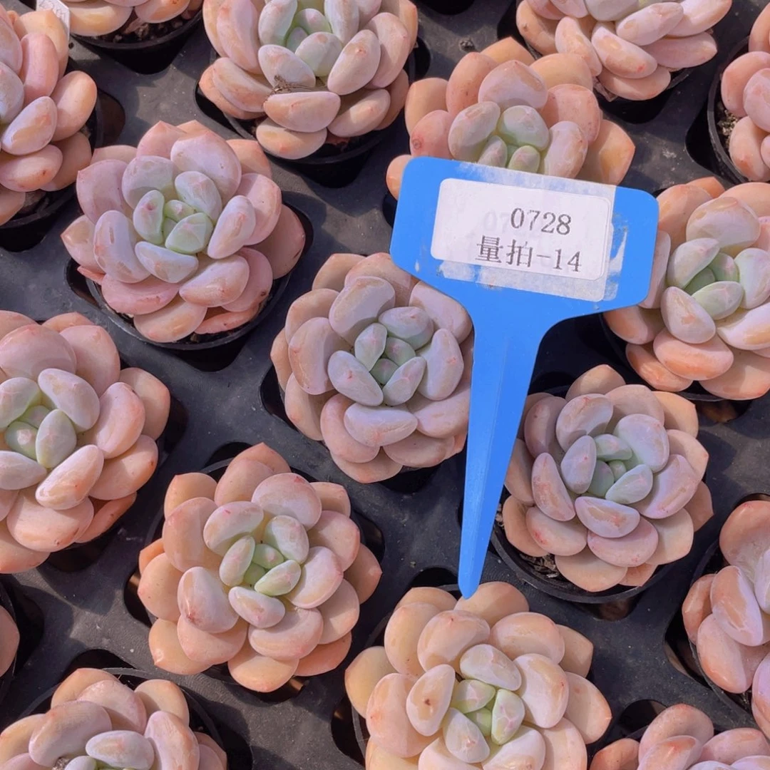 0728-14-小柿饼单头一颗