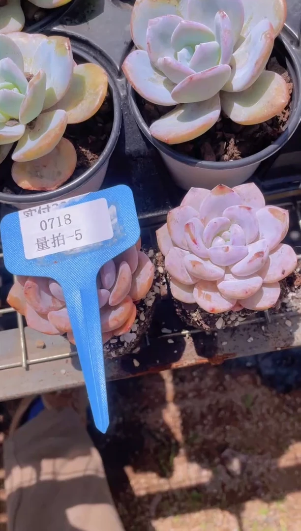 【闪购商品】0718-5-雪酥单头+蹭伤雪酥福利量拍