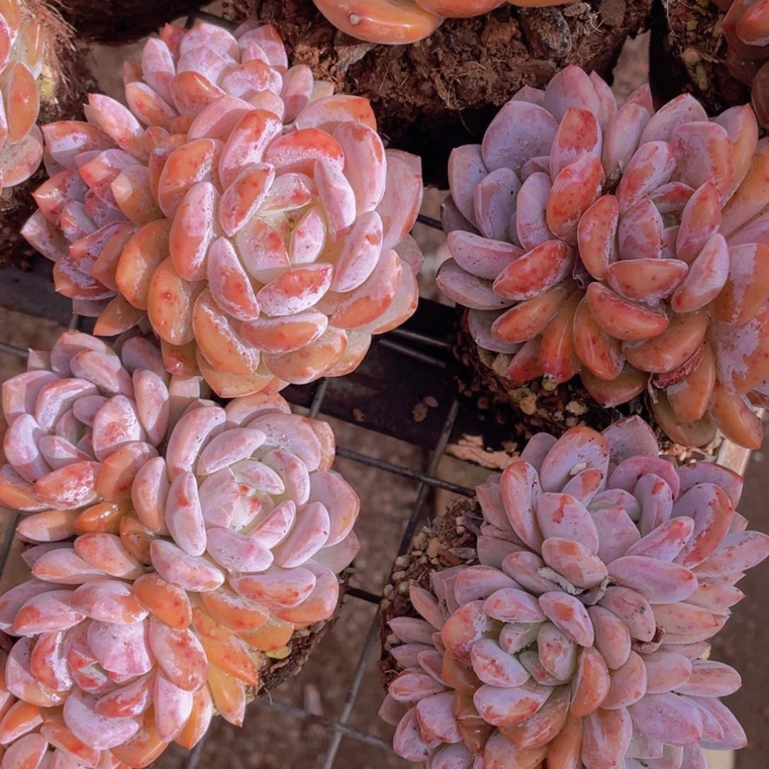 1017-2-韩版梦露群一颗